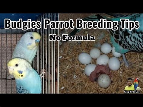 Budgies Parrot Breeding Tips Bajri Breeding Progress Australian