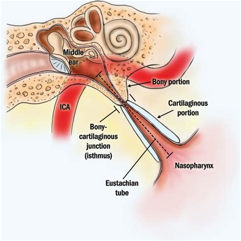 Eustachian Tube Anatomy Ent