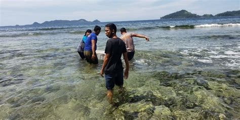 Kkp Lepasliarkan Benih Lobster Hasil Sitaan Di Pulau Lusi