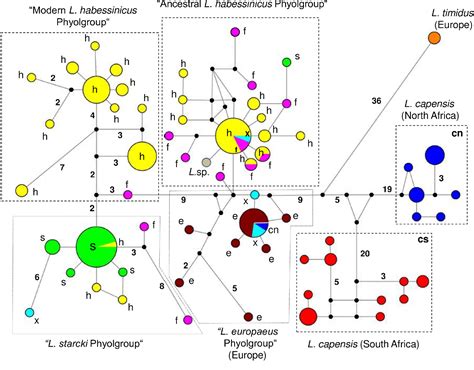 Figure From Mitochondrial And Nuclear Dna Reveals Reticulate