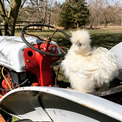 Silkies Mulberry Meadow Farms