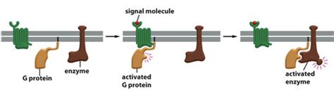 topic   protein coupled receptors flashcards quizlet
