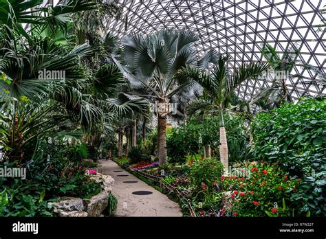 China Shanghai Botanical Garden Greenhouse Different Kinds Of Palm