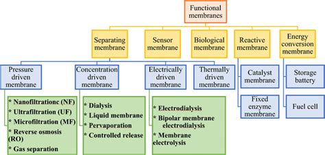 Classification Of Membrane Functions 56 Download Scientific Diagram