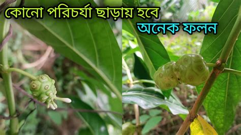 নন ফল গছ করন কন পরচরয ছডই অনক বশ ফলন YouTube