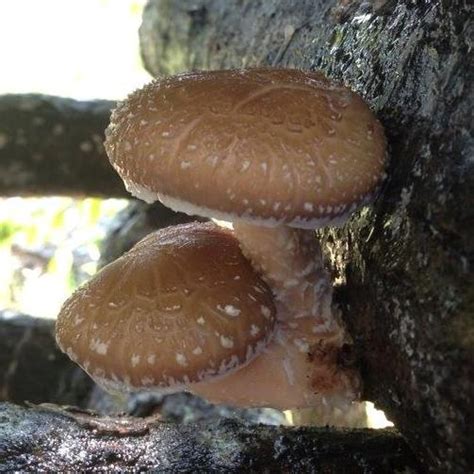 Shiitake Sawdust Spawn Angels Mushroom Farm