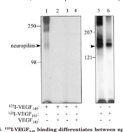 Figure From Neuropilin And Neuropilin Are Receptors For The