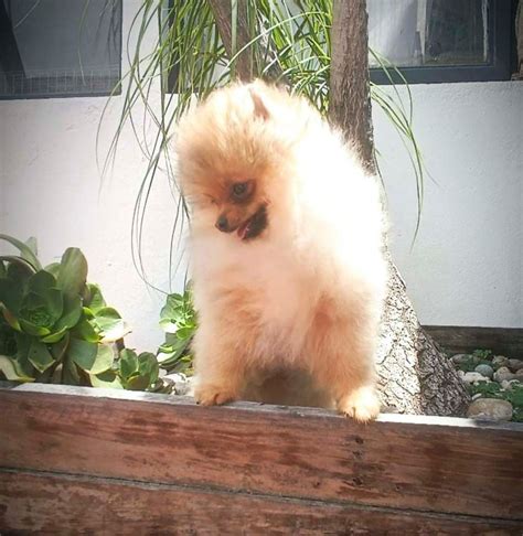 Cachorros Pomeranos En Venta Pomeranias Mx Mexico