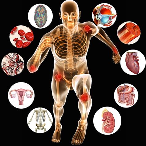 Human Physiology Organs Organs Clipart Human Anatomy Kinesiology Hd