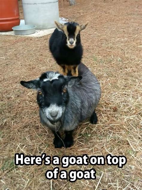 Pin by Emily Yantzi on Goats | Silly animals, Cute animal pictures ...