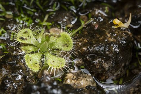 Drosera burmannii in Zhuhai, China - aldrovanda.com