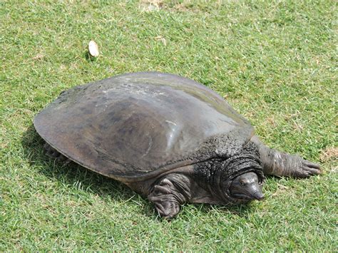 A turtle on the course at Seminole Lakes Country Club. Seminole ...