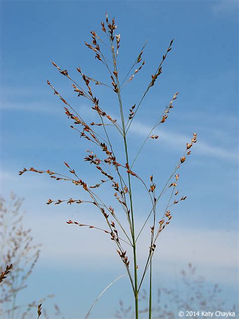 Panicum Virgatum Switchgrass Minnesota Wildflowers