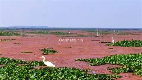 Ekamra Kanan Botanical Gardens Bhubaneswar Odisha Tour