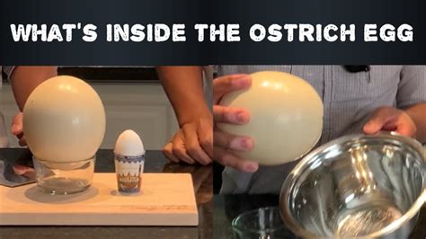 See Whats Inside The Ostrich Egg Youtube