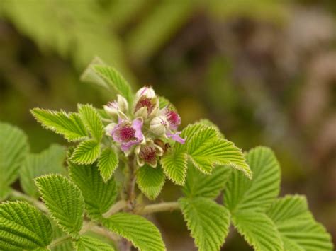 Ceylon Raspberry Florianopolis Plants Dicots INaturalist