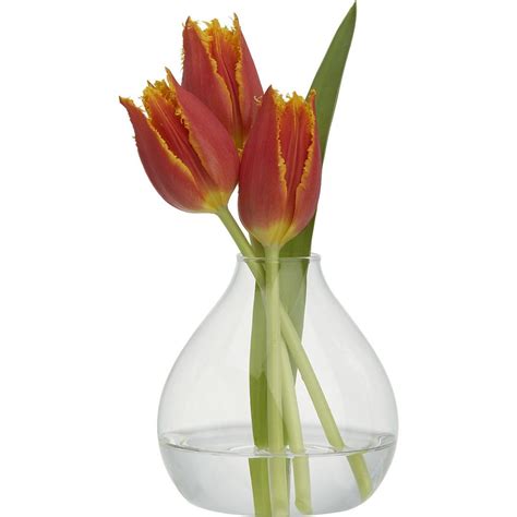 Joyce Modern Glass Bud Vase Reviews Cb2 Bud Vases Vase Outdoor