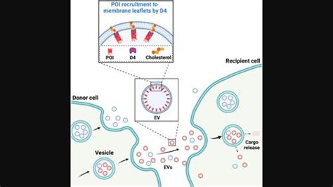 The Lipid Binding D Domain Of Perfringolysin O Facilitates The Active