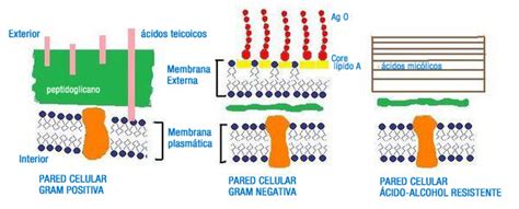 Composici N De La Pared Celular