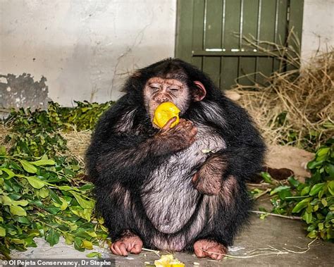 Chimpanzee Sent To Kenyan Sanctuary To Learn To Live With Apes After