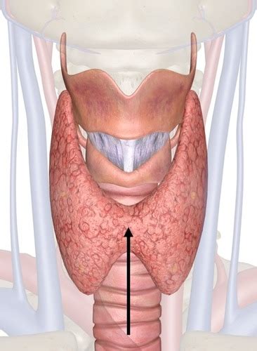 Histology Of Endocrine System Part Ii Flashcards Quizlet