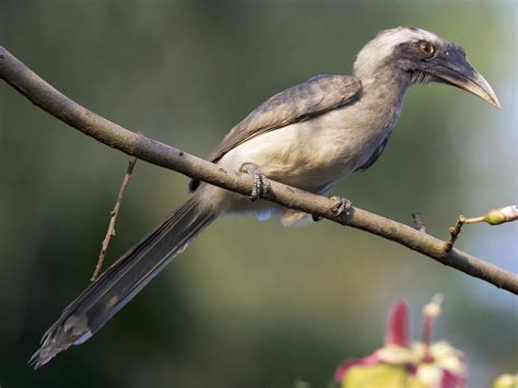 Indian Grey Hornbill - eBird