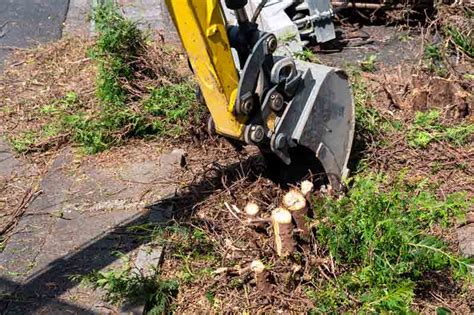 Hedge Trimming Costs By Length Height Hourly