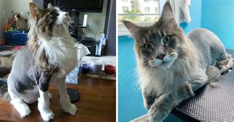 11 Adorable Maine Coon Cats with Lion Cuts (with Photos) - MaineCoon.org