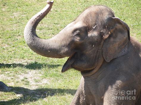 Elephant Smiling Photograph By Jennifer Craft