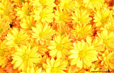 Yellow Flower Wallpapers Wallpapersafari