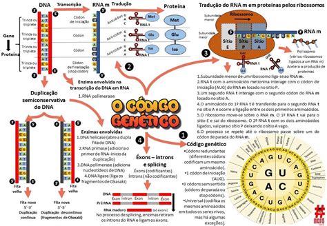 Mapas Mentais Biologia Genetica Resumo Mapas Mentais Mapa Images