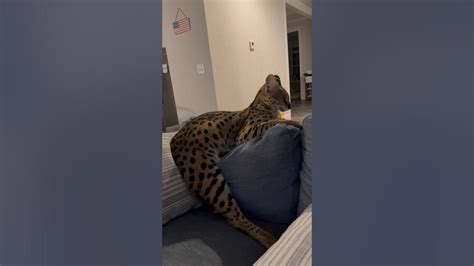 Serval Sleeping Serval Cat Servals Servalcat Wildcat Youtube