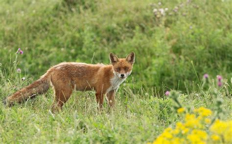 Are Foxes Dangerous to Humans and Pets?