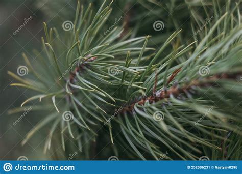 Ramas Verdes De Pino Enfoque Selectivo De Agujas De Pino Largas Imagen