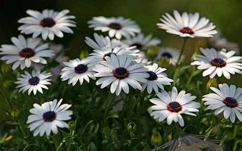 Hermosas flores de caléndula fondos de pantalla 6 1920x1200 Fondos