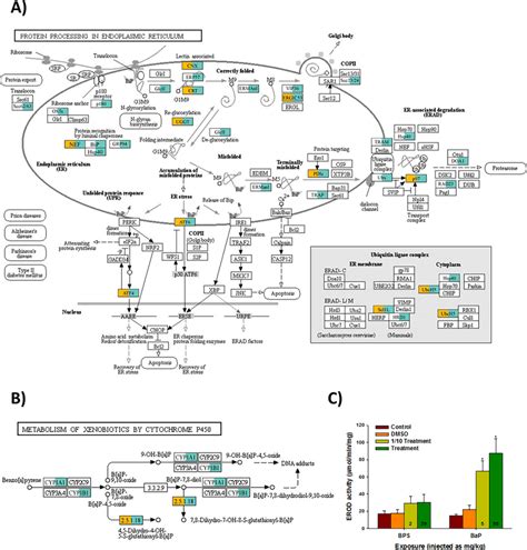 Comparison Of Kegg Pathways With Mapped Genes A Protein Procession