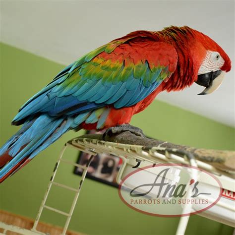 Hybrid Ruby Macaw – Ana's Parrots & Supplies