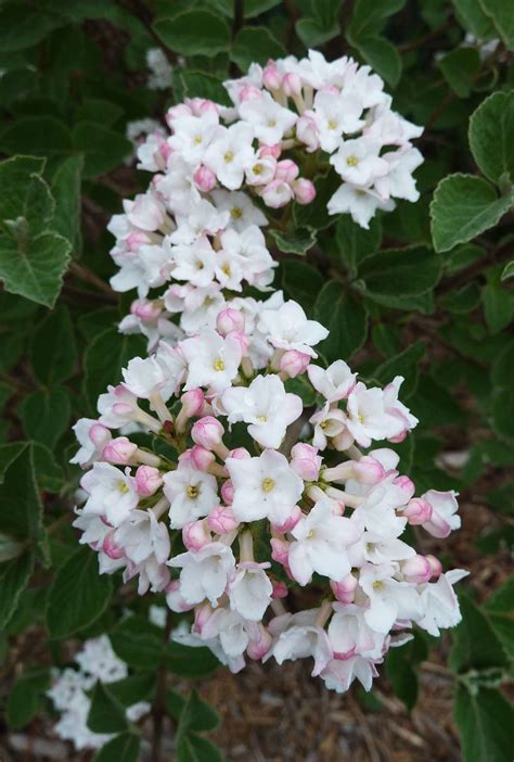 18 Spring-Flowering Bushes That Wake Up Your Garden After Winter