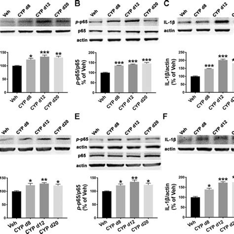 Tnf αnf κb Signaling And Il 1β Were Upregulated In The Sdh And