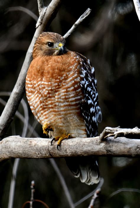 Red Shouldered Hawk From La Turbina Sabinas Hidalgo N L M Xico On