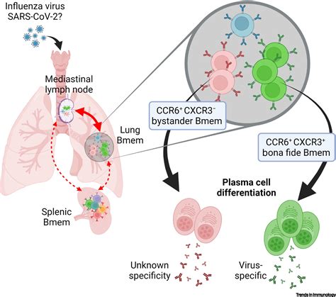 B Lymphocytes Structure