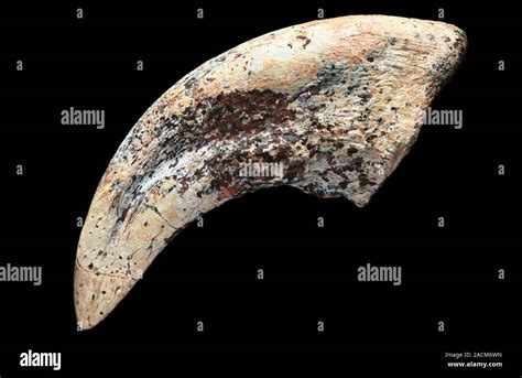 Garras De Dinosaurios Fosilizados Garras Fosilizadas De Un Tarbosaurus Dinosaurio Fue Un Gran