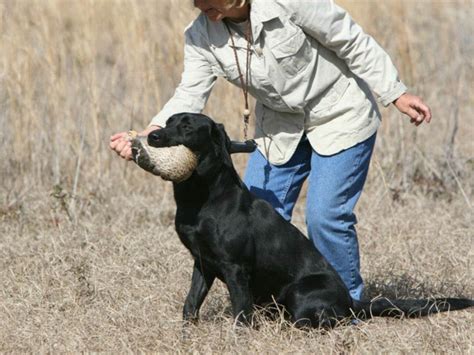 8 Breeds That Are Excellent Bird Hunters – American Kennel Club