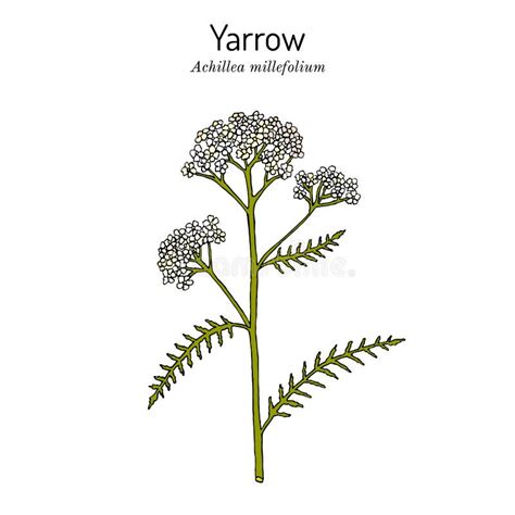 Achillea Millefolium Or Yarrow Medicinal Plant Stock Vector Illustration Of Yarrow