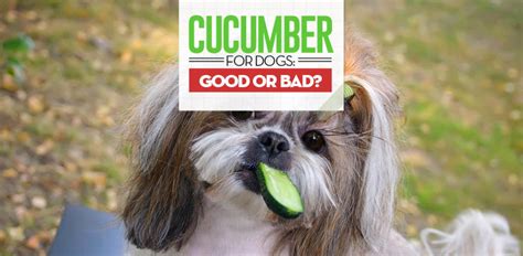 Cucumbers for Dogs 101: Can Dogs Eat Cucumbers?