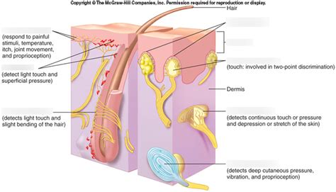 Sensory Receptors In Dermis Of Skin Seeley Text Diagram Quizlet