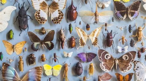 Les insectes Pourquoi sont ils essentiels à la vie sur Terre