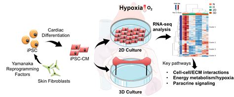 Learning From 3D Engineered Heart Tissue Stanford Cardiovascular