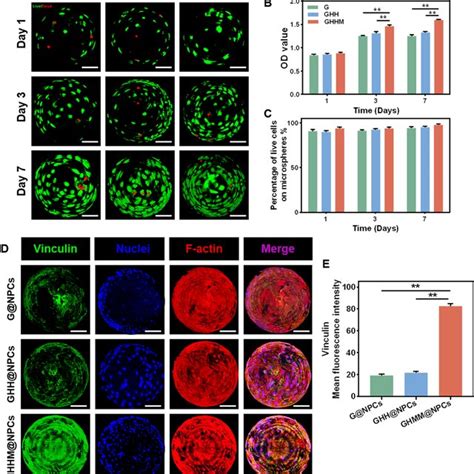 The Biocompatibility And Cell Adhesion Property Of The Ghhm