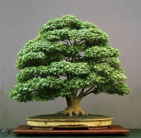 Rinvaso Bonsai Attrezzi E Vasi Per Bonsai Come Rinvasare I Bonsai